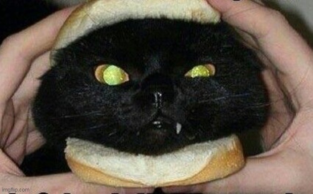 Cat Sandwitch | image tagged in cat sandwitch | made w/ Imgflip meme maker