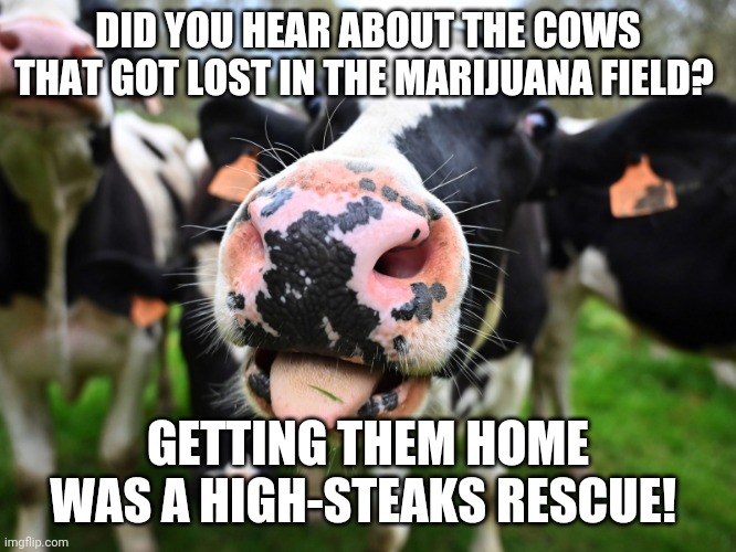 High Steaks Rescue | DID YOU HEAR ABOUT THE COWS THAT GOT LOST IN THE MARIJUANA FIELD? GETTING THEM HOME WAS A HIGH-STEAKS RESCUE! | image tagged in cows,marijuana,bad puns,dad joke,jake from state farm,stoner | made w/ Imgflip meme maker