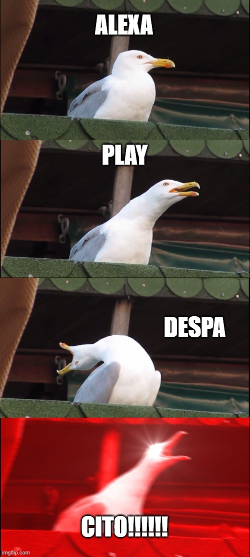 Inhaling Seagull | ALEXA; PLAY; DESPA; CITO!!!!!! | image tagged in memes,inhaling seagull | made w/ Imgflip meme maker