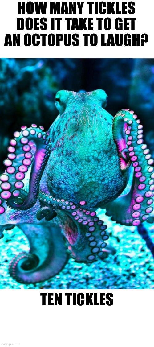 How many tickles? | HOW MANY TICKLES DOES IT TAKE TO GET AN OCTOPUS TO LAUGH? TEN TICKLES | image tagged in dad joke | made w/ Imgflip meme maker