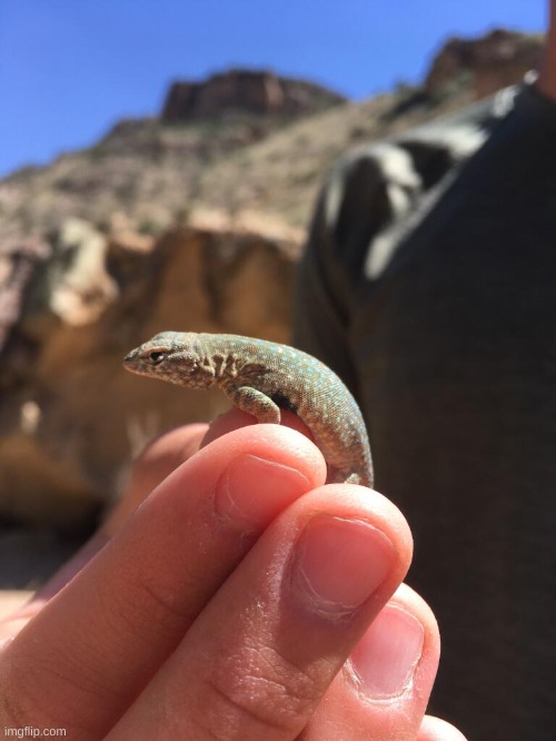 first person to guess the species correctly gets a follow | image tagged in finger reveal | made w/ Imgflip meme maker