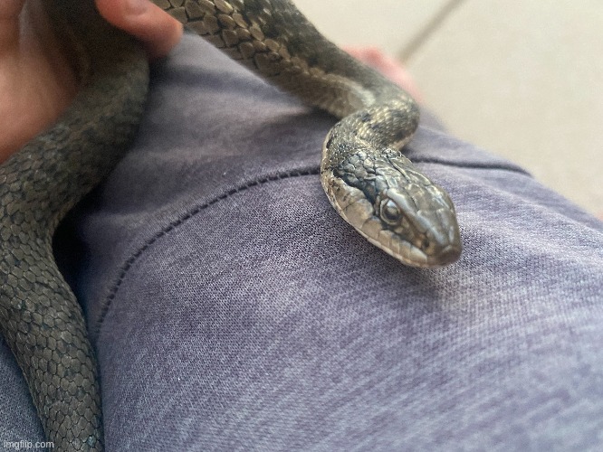 S N E K | made w/ Imgflip meme maker