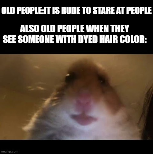 Hamster looking at camera | OLD PEOPLE:IT IS RUDE TO STARE AT PEOPLE; ALSO OLD PEOPLE WHEN THEY SEE SOMEONE WITH DYED HAIR COLOR: | image tagged in hamster looking at camera,memes,old people,old people be like | made w/ Imgflip meme maker