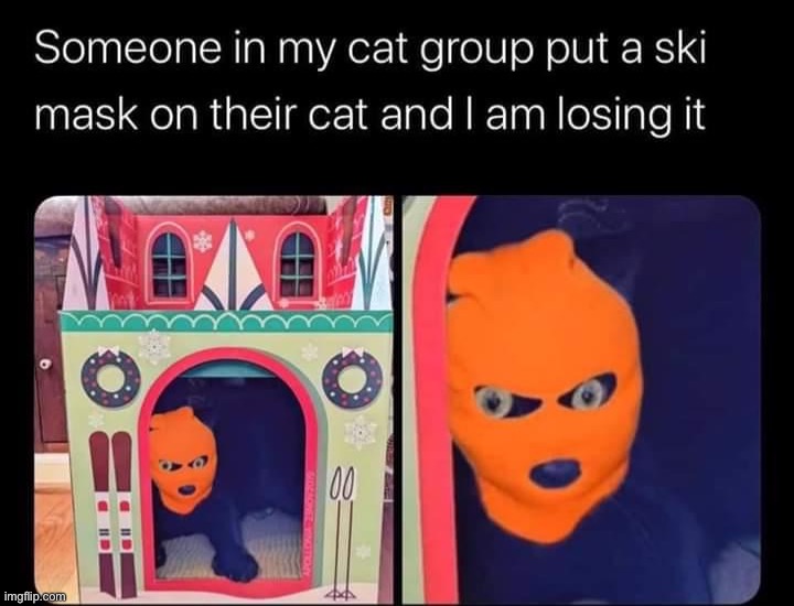 whaaa | image tagged in ski mask cat,cats,cat,repost,reposts,funny memes | made w/ Imgflip meme maker