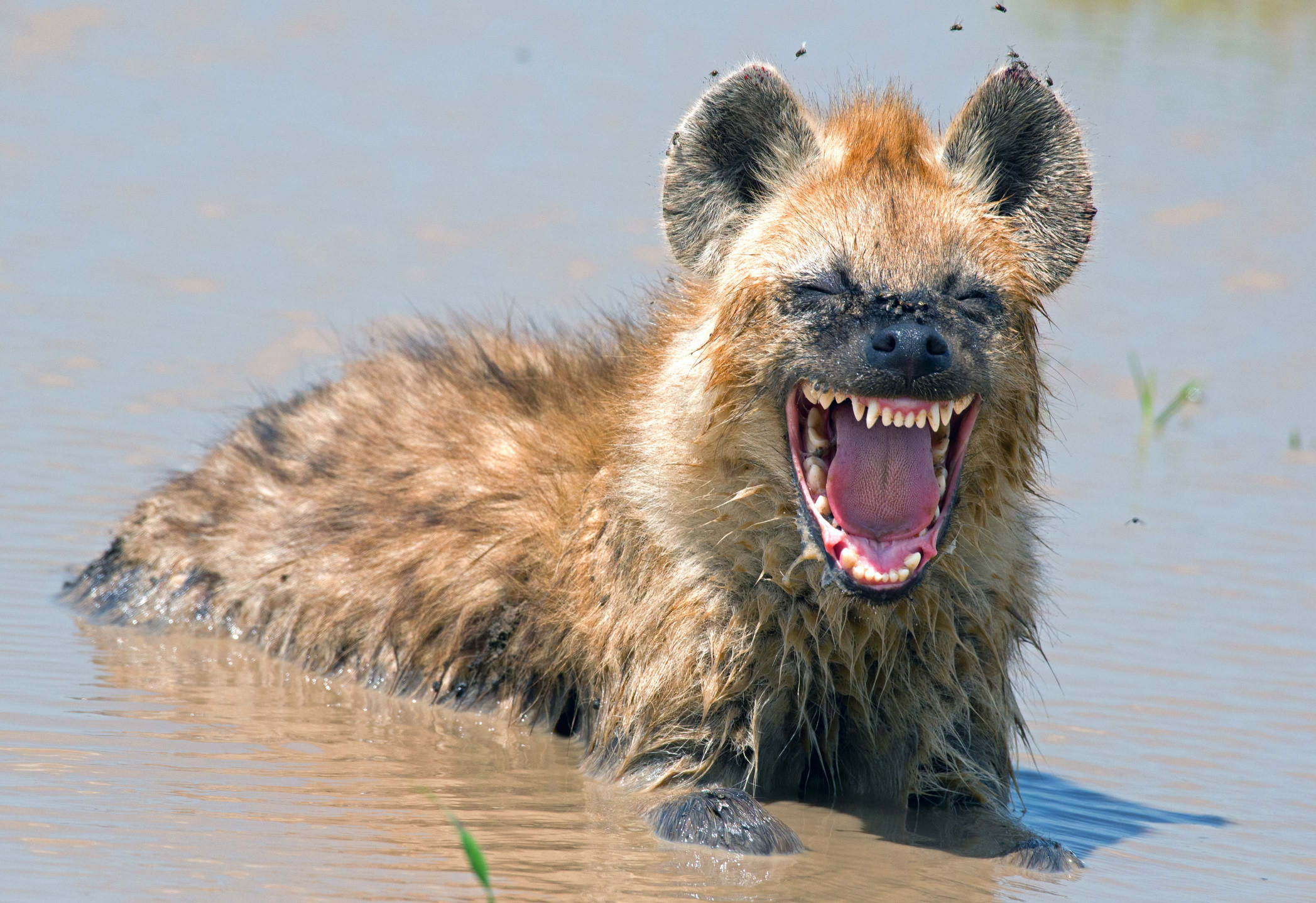 High Quality Hyena laughing in mud Blank Meme Template