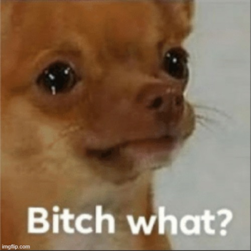 Bitch what doggo | image tagged in bitch what doggo | made w/ Imgflip meme maker