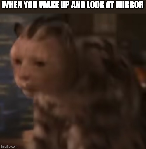 stunned cat |  WHEN YOU WAKE UP AND LOOK AT MIRROR | image tagged in stunned cat,memes | made w/ Imgflip meme maker
