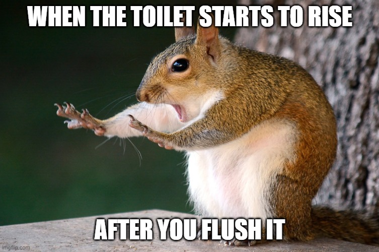Whoa now Squirrel | WHEN THE TOILET STARTS TO RISE; AFTER YOU FLUSH IT | image tagged in whoa now squirrel | made w/ Imgflip meme maker