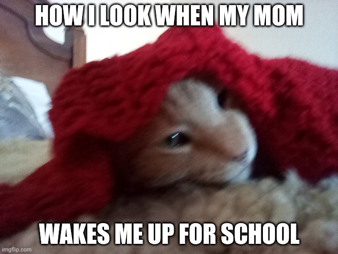 How I look when my mom wakes me up for school | HOW I LOOK WHEN MY MOM; WAKES ME UP FOR SCHOOL | image tagged in funny | made w/ Imgflip meme maker