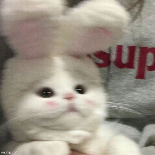 THIS CAT IS SO CUTEEE- | made w/ Imgflip meme maker