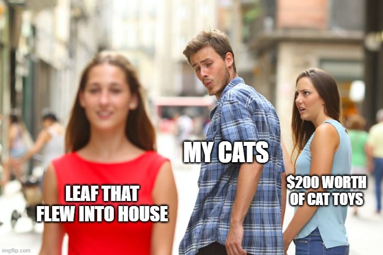 Distracted Boyfriend | MY CATS; $200 WORTH OF CAT TOYS; LEAF THAT FLEW INTO HOUSE | image tagged in memes,distracted boyfriend | made w/ Imgflip meme maker