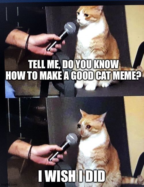 Cat interview crying | TELL ME, DO YOU KNOW HOW TO MAKE A GOOD CAT MEME? I WISH I DID | image tagged in cat interview crying | made w/ Imgflip meme maker