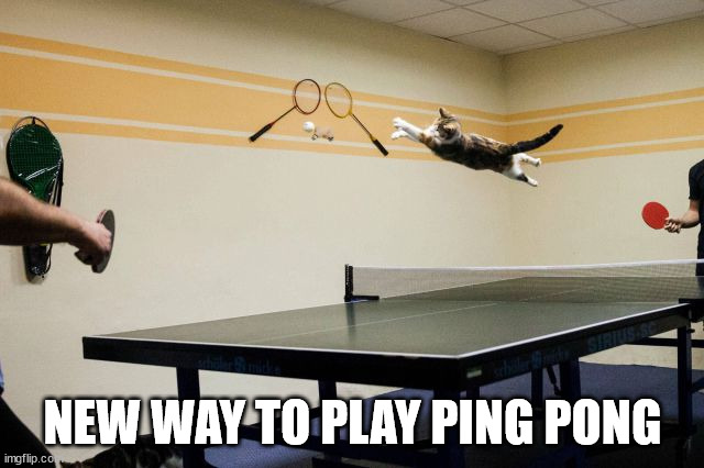 NEW WAY TO PLAY PING PONG | image tagged in cats | made w/ Imgflip meme maker