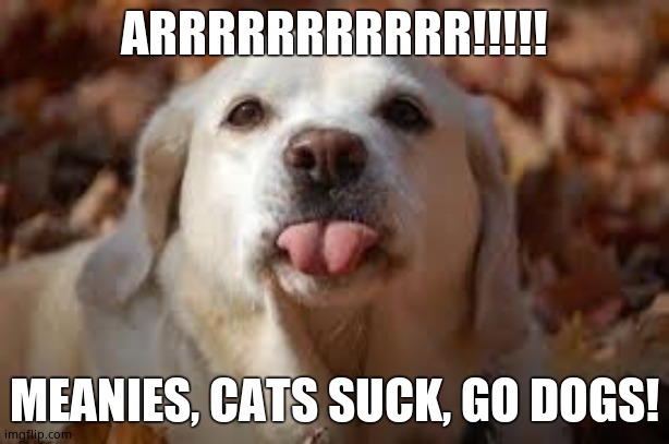 Arrrrrrrrrrr!!! | ARRRRRRRRRRR!!!!! MEANIES, CATS SUCK, GO DOGS! | image tagged in dog sticking tongue out | made w/ Imgflip meme maker