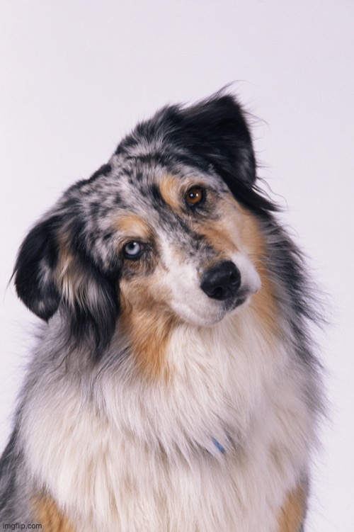 Dog tilt head | image tagged in dog tilt head | made w/ Imgflip meme maker