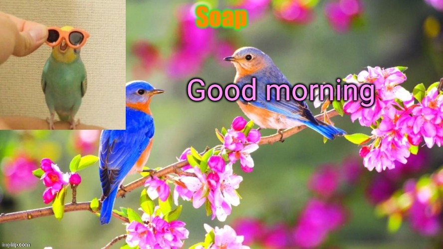 Soap bird tempo | Good morning | image tagged in soap bird tempo ty yachi | made w/ Imgflip meme maker
