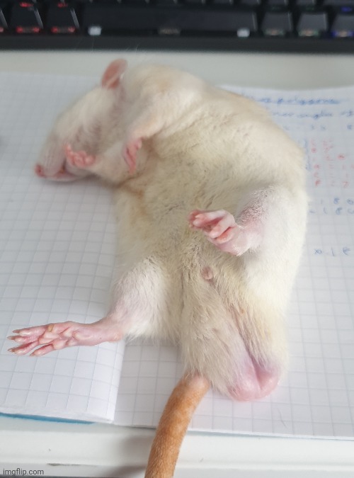 Someone fell asleep doing homework | made w/ Imgflip meme maker