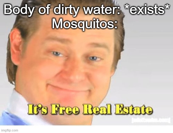 It's free real estate | Body of dirty water: *exists*
Mosquitos: | image tagged in it's free real estate | made w/ Imgflip meme maker