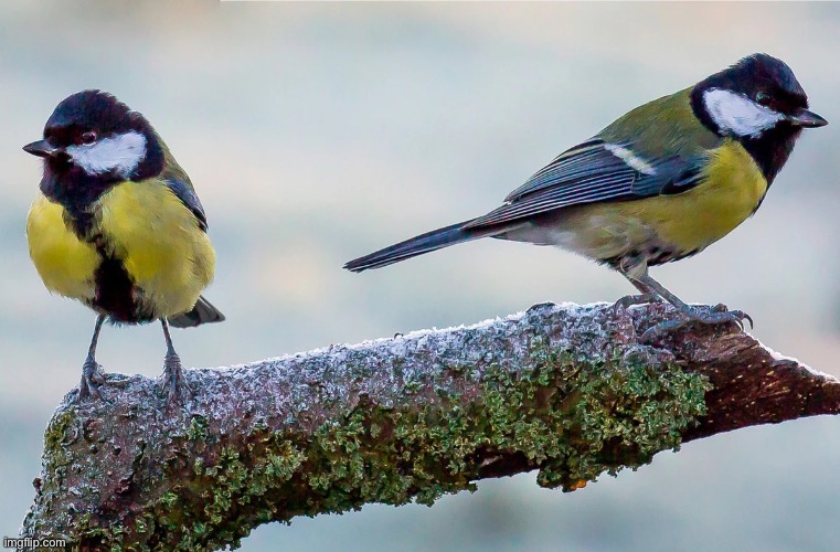 tit bird | image tagged in tit bird | made w/ Imgflip meme maker