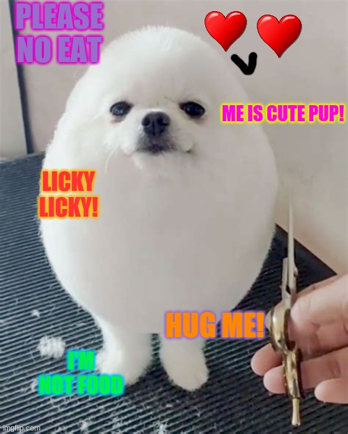 Egg dog | PLEASE NO EAT; ME IS CUTE PUP! LICKY LICKY! HUG ME! I'M NOT FOOD | image tagged in egg dog | made w/ Imgflip meme maker