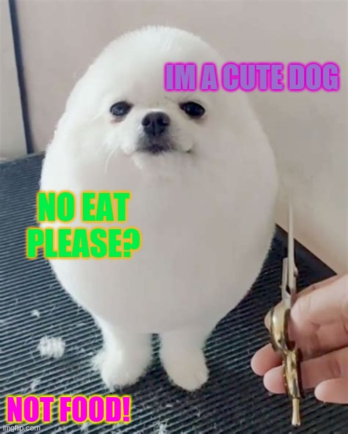 Egg dog | IM A CUTE DOG; NO EAT PLEASE? NOT FOOD! | image tagged in egg dog | made w/ Imgflip meme maker