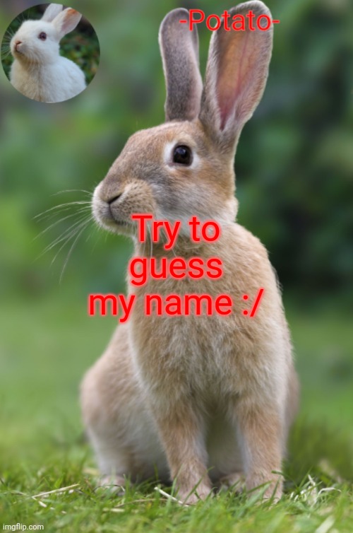 -Potato- rabbit announcement | Try to guess my name :/ | image tagged in -potato- rabbit announcement | made w/ Imgflip meme maker