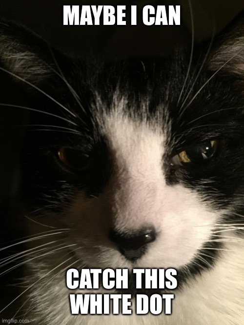 Skeptical Cat | MAYBE I CAN CATCH THIS WHITE DOT | image tagged in skeptical cat | made w/ Imgflip meme maker