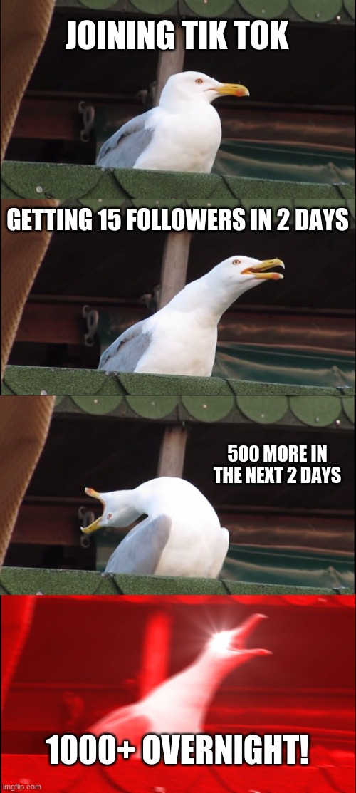 Joining tik tok | JOINING TIK TOK; GETTING 15 FOLLOWERS IN 2 DAYS; 500 MORE IN THE NEXT 2 DAYS; 1000+ OVERNIGHT! | image tagged in memes,inhaling seagull | made w/ Imgflip meme maker