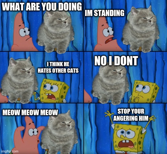 NOOOOOOOOOOOOOOOOOOOOOOOOOOO | IM STANDING; WHAT ARE YOU DOING; I THINK HE HATES OTHER CATS; NO I DONT; STOP YOUR ANGERING HIM; MEOW MEOW MEOW | image tagged in memes | made w/ Imgflip meme maker