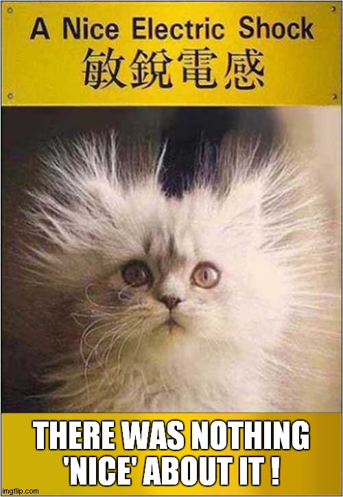 A Cat Named 'Frazzle' ! | THERE WAS NOTHING 'NICE' ABOUT IT ! | image tagged in cats,funny signs,electricity | made w/ Imgflip meme maker