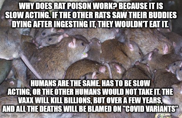 The Vaxxed are already dead | WHY DOES RAT POISON WORK? BECAUSE IT IS SLOW ACTING. IF THE OTHER RATS SAW THEIR BUDDIES DYING AFTER INGESTING IT, THEY WOULDN'T EAT IT. HUMANS ARE THE SAME. HAS TO BE SLOW ACTING, OR THE OTHER HUMANS WOULD NOT TAKE IT. THE VAXX WILL KILL BILLIONS, BUT OVER A FEW YEARS, AND ALL THE DEATHS WILL BE BLAMED ON "COVID VARIANTS" | image tagged in rats | made w/ Imgflip meme maker