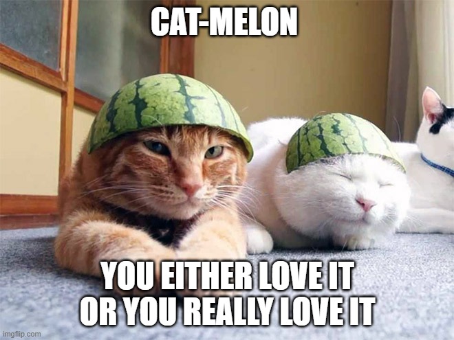 cat melon | CAT-MELON; YOU EITHER LOVE IT OR YOU REALLY LOVE IT | image tagged in cat memes,cat,cats,watermelon,watermelons,memes | made w/ Imgflip meme maker