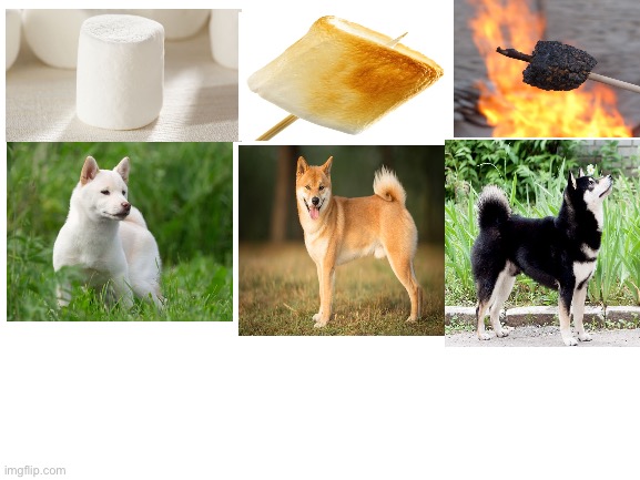 Toasty | image tagged in shiba inu,marshmallow,memes | made w/ Imgflip meme maker