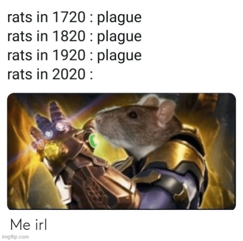 XD | image tagged in black plauge,rats | made w/ Imgflip meme maker