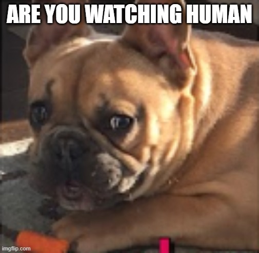 My dog like: | ARE YOU WATCHING HUMAN | image tagged in frenchie,carrot,dog,silly,weird | made w/ Imgflip meme maker