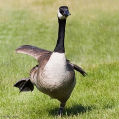 Silly goose | image tagged in silly goose | made w/ Imgflip meme maker