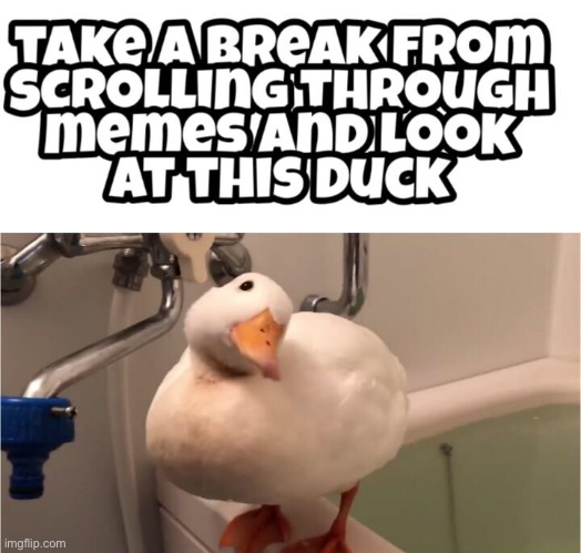 image tagged in duck | made w/ Imgflip meme maker