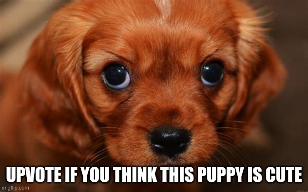 upvote if you think this is  cute | UPVOTE IF YOU THINK THIS PUPPY IS CUTE | image tagged in cute,fun,imgflip,dog,puppy,cutest | made w/ Imgflip meme maker