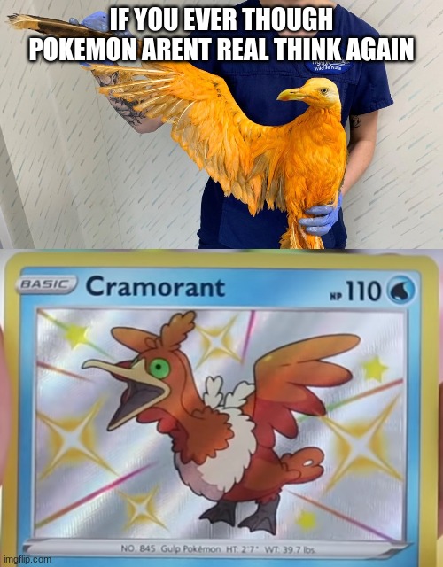 just a shinny cramorant | IF YOU EVER THOUGH POKEMON ARENT REAL THINK AGAIN | image tagged in pokemon | made w/ Imgflip meme maker