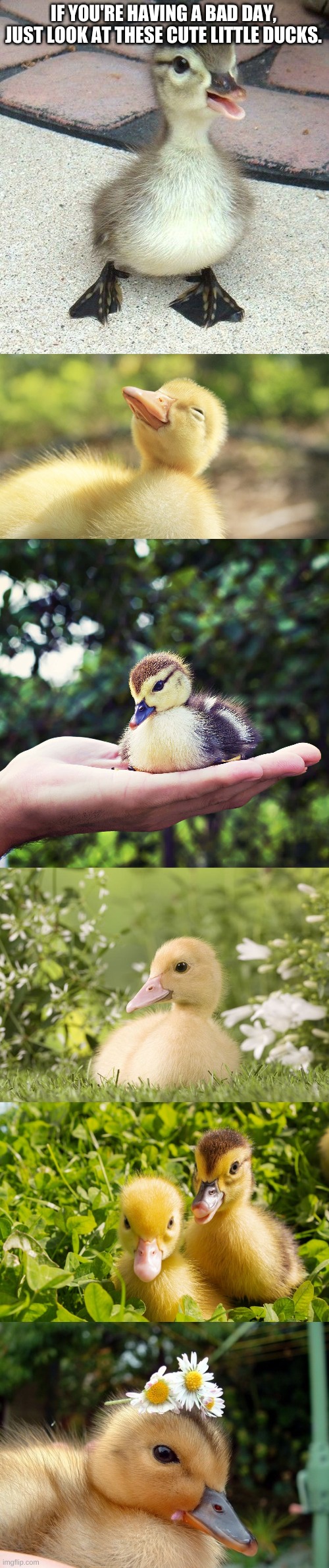 have a good day you amazing person❤️ | IF YOU'RE HAVING A BAD DAY, JUST LOOK AT THESE CUTE LITTLE DUCKS. | image tagged in cute duck,bb ducks | made w/ Imgflip meme maker