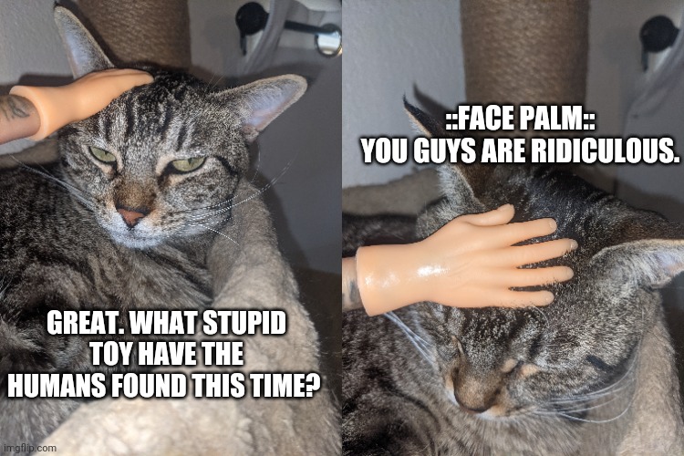 Cat Face Palms | ::FACE PALM::

 YOU GUYS ARE RIDICULOUS. GREAT. WHAT STUPID TOY HAVE THE HUMANS FOUND THIS TIME? | image tagged in funny,funny cats | made w/ Imgflip meme maker