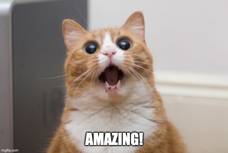 Amazed cat | AMAZING! | image tagged in amazed cat | made w/ Imgflip meme maker