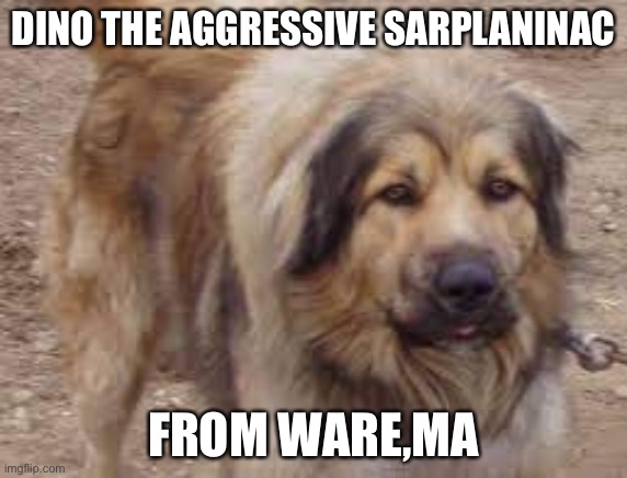 Aggressive Sarplaninac | DINO THE AGGRESSIVE SARPLANINAC; FROM WARE,MA | image tagged in dogs | made w/ Imgflip meme maker
