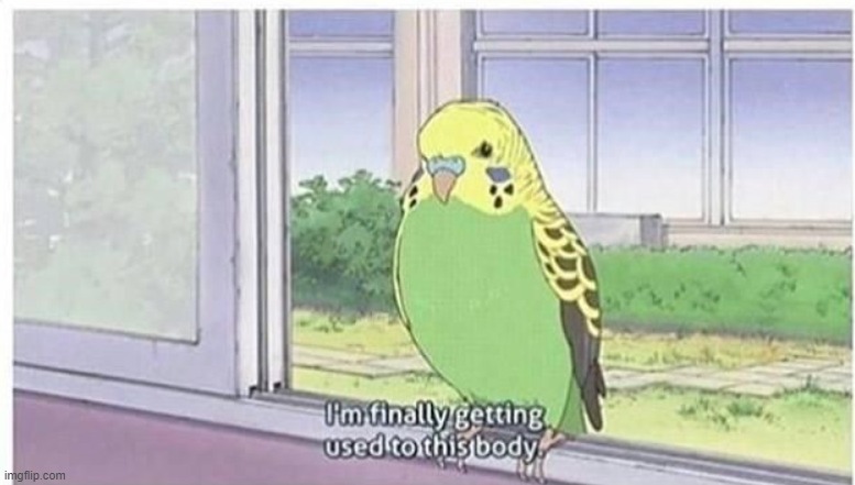 u should like get a parrot and teach it 2 say that and o n l y that | made w/ Imgflip meme maker