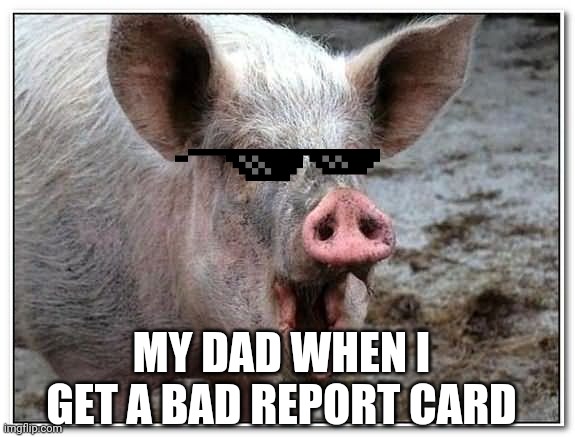 pig | MY DAD WHEN I GET A BAD REPORT CARD | image tagged in pig | made w/ Imgflip meme maker