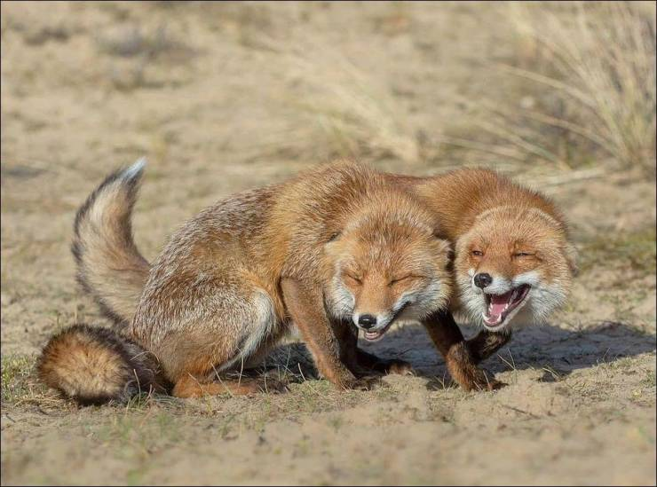 Foxes laughing Blank Meme Template