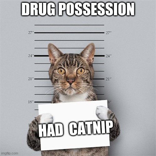 drug possession | DRUG POSSESSION; HAD  CATNIP | image tagged in cat mug shot | made w/ Imgflip meme maker