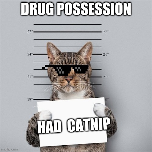 drug possession 2.0 | DRUG POSSESSION; HAD  CATNIP | image tagged in cat mug shot | made w/ Imgflip meme maker