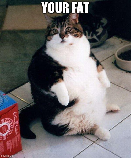 fat cat | YOUR FAT | image tagged in fat cat | made w/ Imgflip meme maker