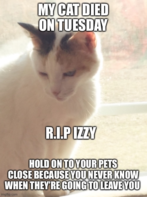 She left my family too early? | MY CAT DIED ON TUESDAY; R.I.P IZZY; HOLD ON TO YOUR PETS CLOSE BECAUSE YOU NEVER KNOW WHEN THEY’RE GOING TO LEAVE YOU | image tagged in rip | made w/ Imgflip meme maker